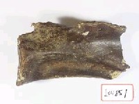 藏品(動物肩胛骨化石)的圖片